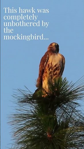 Mockingbird Attacks HAWK! 🦅⚔️ #birds #nature #slowmotion #redtailedhawks #birdwatching #wildlife