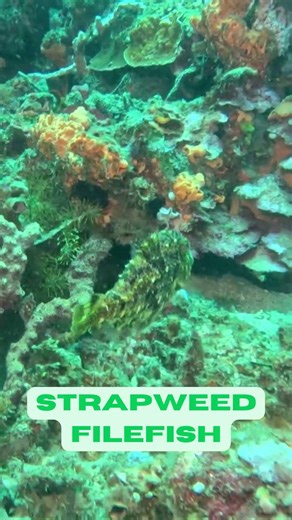 A Filefish Friday | Follow the Stapweed Filefish