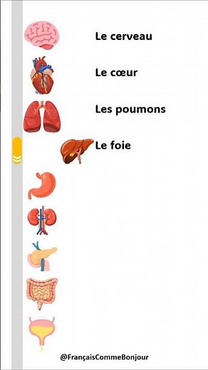 The organs of the human body || French vocabulary (Human body organs)