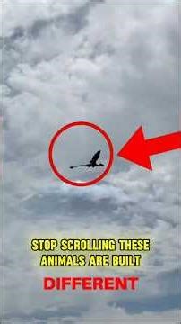 These Animals Are Secret Geniuses — #1 Will Shock You! 🐘🐜🐦