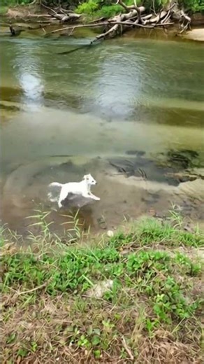 Maltese x Lhasa Apso #youtubevideos #video #shorts #viral #trending #YouTube #Trending #funny