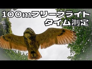 フクロウは100mを何秒で飛べる？タイム測定【フリーフライト】