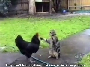les chats ninjas
