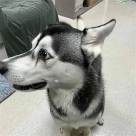 Hսsky Dog Who Was Called UgIy For Crooked Smile Finds Family Who Drives 2.6K MiIes To Adopt Him! 👉THE STORY IS IN THE FIRST COMMENT👇 | Majestic Animals