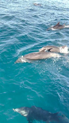 Sometimes you just have to stop and say hi to the dolphins #bottlenosedolphin #whalewatching #nature
