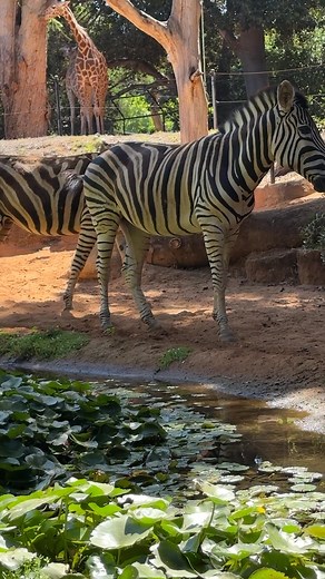 Happy International Zebra Day! 🦓 Get to know our Zebra duo, Kamalu and Zaafir, with Keeper Sally. 🖤🤍 | Perth Zoo