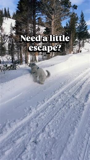 Just in case you need a little escape and a big boost of serotonin 💊 😁 Follow for daily peptalks and pepwalks @fenixlumiere Love 🐾 #YourHappyCoach, Fenix xoxoxoxo FYI — I have a neurological disorder called Cerebellar Hypoplasia which affects my coordination and balance. I’m not in any pain, I have full life expectancy and am living my best life. #Happydog #prancingdog #snowdog | Fenix Lumiere 'TikTok Happy Dog'