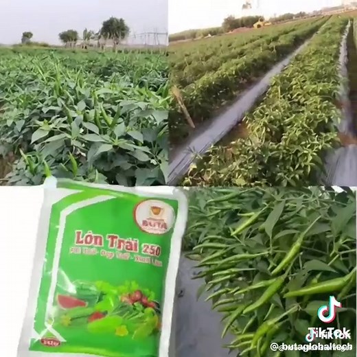 le directeur du général de société Nouvelle vision