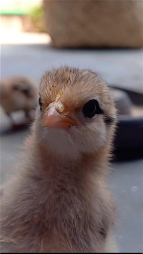 cute Baby chicks playing and chirping #chicks #babychicks #babychickens #adorablechicks #shorts