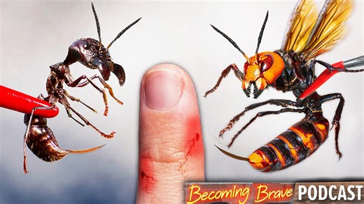 Battle of the Insects: Hornet vs. Bullet Ant