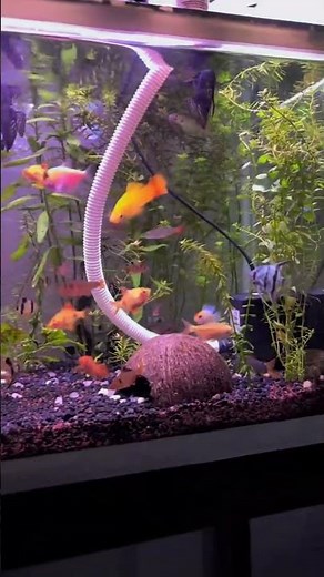 This Beautiful Planted Aquarium Is Full of Colorful Fish! 🌿🐠 Relaxing Freshwater Paradise