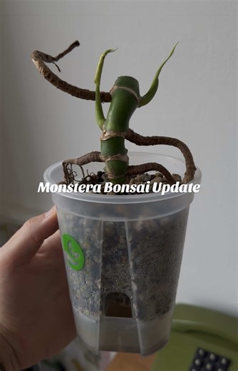 4-Week Monstera Bonsai Progress Update