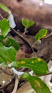 First peek at a new little face 👀 🐨 When a koala joey starts getting curious about the outside world, you’ll see a tiny nose or paw peek out of mum’s pouch—it’s their first look at life beyond the pouch! 🐨 Koala mum Ash has been carrying this little bean for around five months, and now they’re starting to explore the world from the safety of her pouch. Koala mothers are remarkable marsupials, responsible for nurturing one of the most specialised and slow-developing babies in the animal kingdo