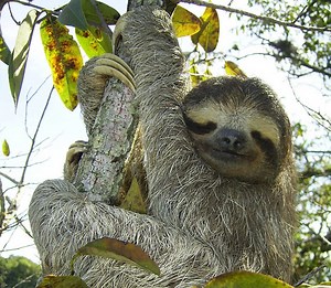 The Sloth Bear, its Characteristics and More ▷➡️ Postposmo