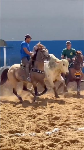 Professional chestnut and bay duo put on a good show and took down the bull #vaquejada #vaqueiram...
