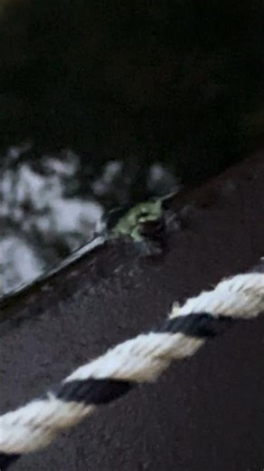 Just Like Me in the Bathtub #frog