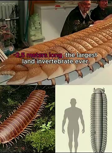 The Evolution of the Centipede