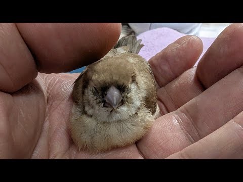 Fawn Owl Finch Growth Care 8 ~ 25 Days 20250525