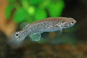 Mangrove rivulus - Alchetron, The Free Social Encyclopedia