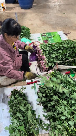 Discover the Rose Packaging Process from Yunnan
