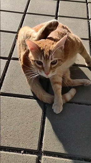 International Cat Day Today August 8 th 2024