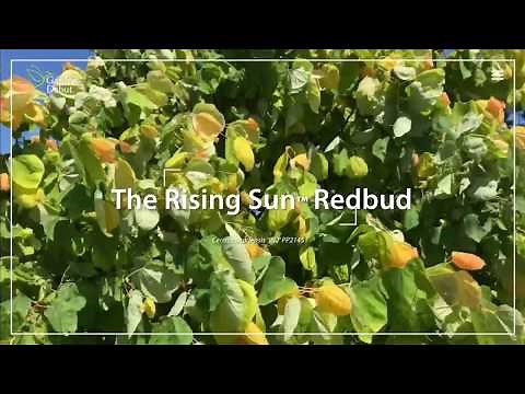 The Rising Sun™ Redbud