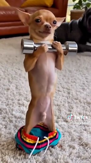 Funny Moments of Chihuahua Puppies