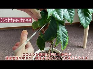 『植物のある暮らし🪴』コーヒーの木 新しい葉っぱの１週間 枯れた葉のお手入れ