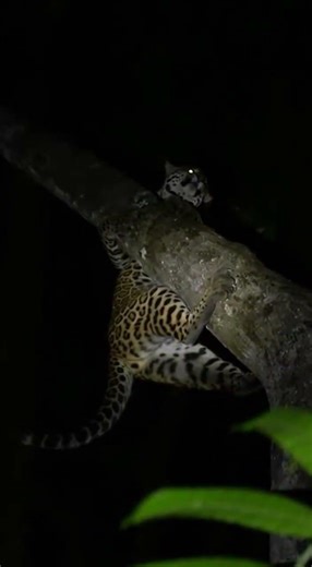 재규어 vs 오셀롯 (아마존 야간)[Jaguar vs. Ocelot (Amazon Night)]