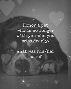 Honor your pet who is no longer here and you miss dearly. What's their name(s)? | Signs From Pets In The Afterlife
