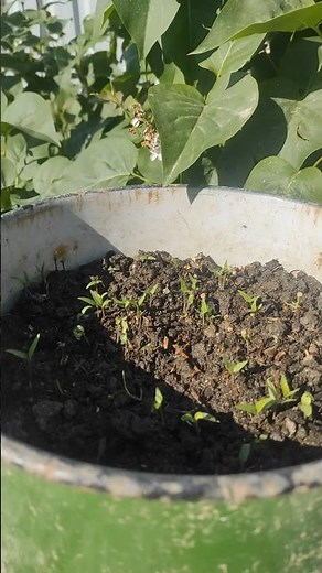 From Seed to Sprout (Small Hot Red Peppers)