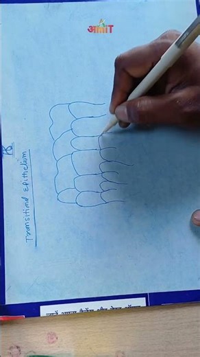 transitional epithelium tissue diagram | how to draw transitional epithelium | #Maanav_Shareer