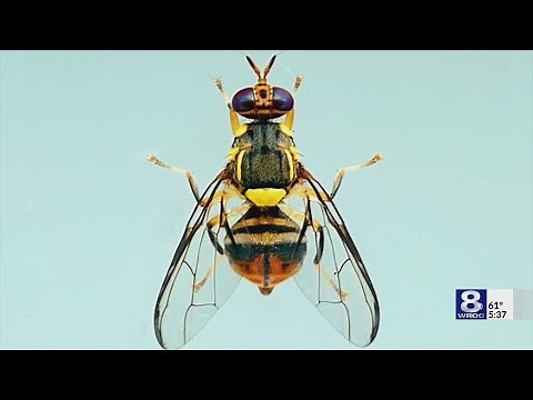 Fruit Flies: How to get rid of these tiny pests