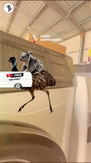 Save Over $200 on This Hisense Washing Machine! (Brisbane)