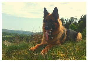 6 Of The Best Hiking Dogs (Big & Small) That'll Thrive On The Trail 🐕