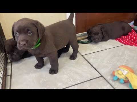 English Labrador Retriever puppies for sale in Michigan