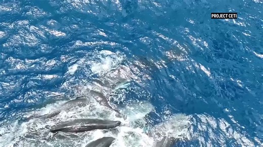 White Queequeg (@epsteinqueequeg) on X