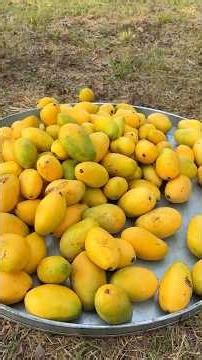 Cooking yummy green mango with chili sauce recipe