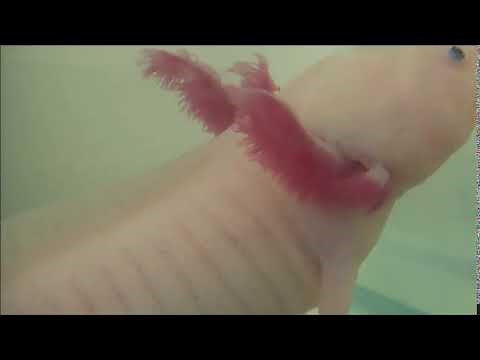 sound that axolotls make