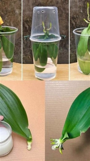 2.1K views | Grow Orchids Like a Pro: Unlock the Steam Method for Quick Rooting and Long-Lasting Blooms... | Garden Designs & Tips | Facebook