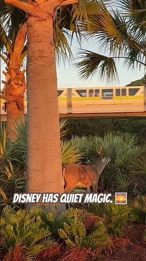 Wild Disney at Sunrise — Buck + Monorail 🌅🦌
