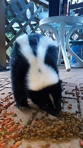 Ingat Skunk tu dari Amerika je? Di Sabah pun ada 'skunk' versi tempatan! Abang Bomba struggle nak tangkap, bau dia? MasyaAllah. Ini kisah si Teledu – haiwan paling menyakitkan hidung di Malaysia! | KilatKilau