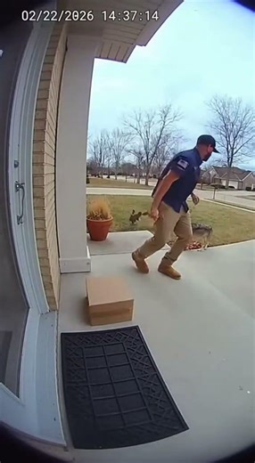 Delivery Hero Saves Cat From Wolf Pack!