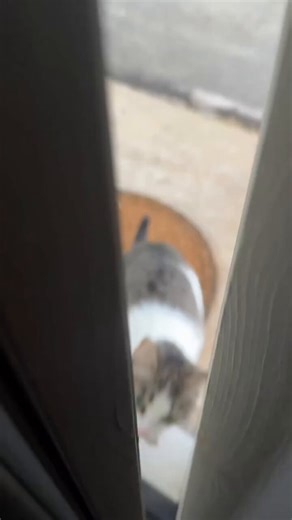 lizard hunter🦎