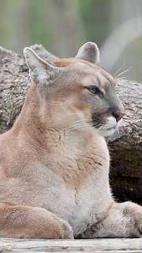 Le Puma concolor, aussi appelé cougar ou lion de montagne