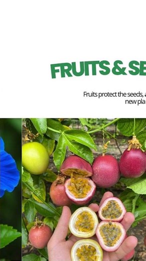 Plant structure and function