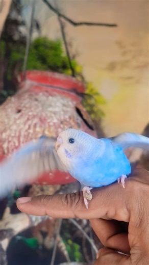 New Baby Budgie Tries to Fly for the First Time 🐣🕊️