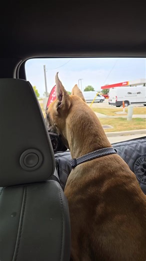 92K views · 1.7K reactions | Have you ever bought a vehicle based on how well your danes would fit? | Great Dane Rescue, Inc | Facebook