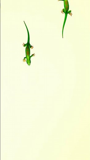 Cat Games ! Lizard for cats to watch ! #cattv #cat #catgames #cats#viral #meow #cockroach#Lizard