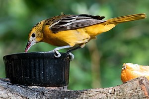 What Should You Feed Orioles? - Birdwatching Buzz